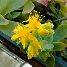 Sedum compressum sin S. palmeri - borracina Messicana (1 Talea)