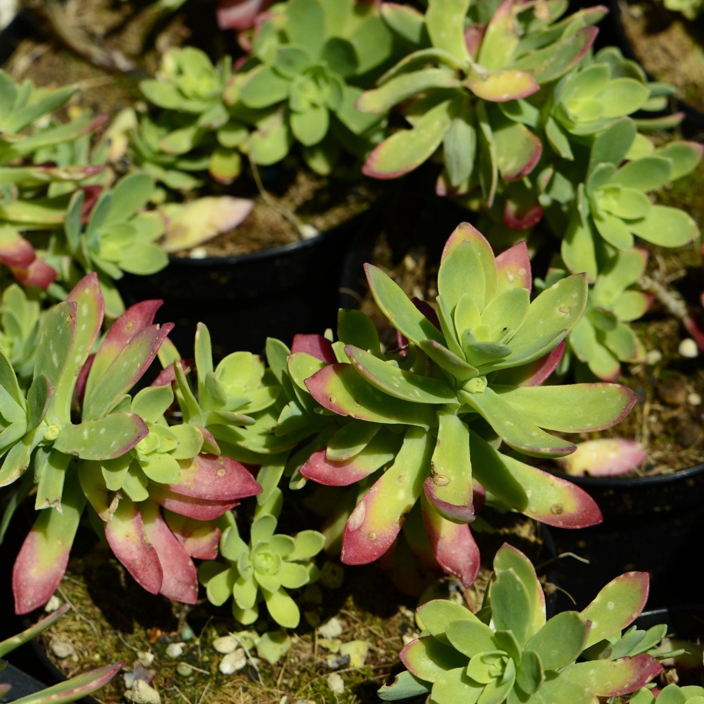 Sedum compressum sin S. palmeri - borracina Messicana (1 Talea)