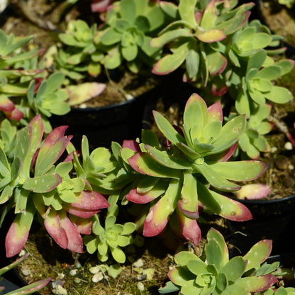 Sedum compressum sin S. palmeri - borracina Messicana (1 Talea)