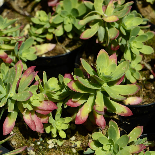 Sedum compressum sin S. palmeri - borracina Messicana (1 Talea)