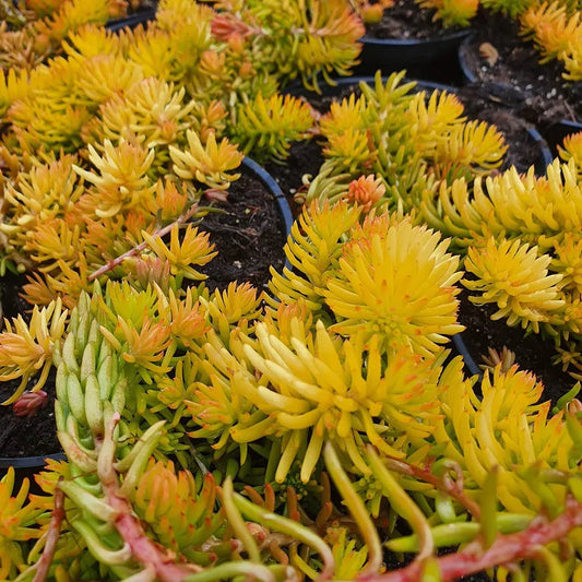 Sedum cv "gold mound" - sedum dorato (3 Talee)