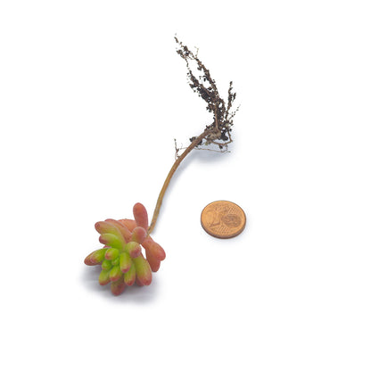 Sedum rubrotinctum - sedum rosso (1 Talea)