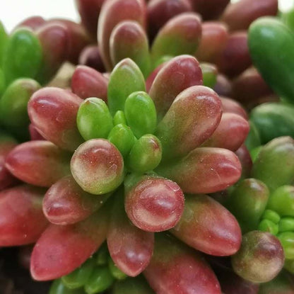 Sedum rubrotinctum - sedum rosso (1 Talea)