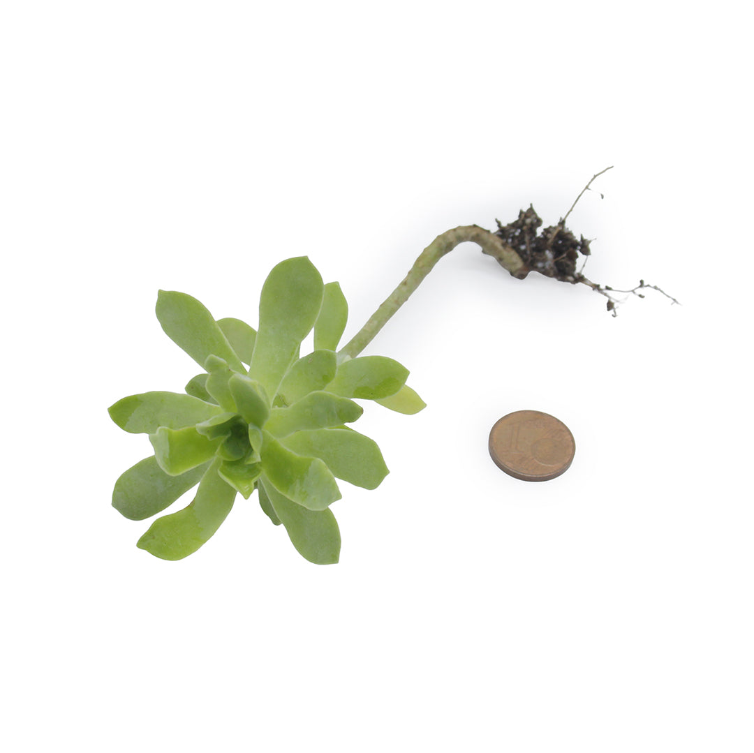 Sedum compressum sin S. palmeri - borracina Messicana (1 Talea)