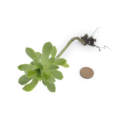 Sedum compressum sin S. palmeri - borracina Messicana (1 Talea)