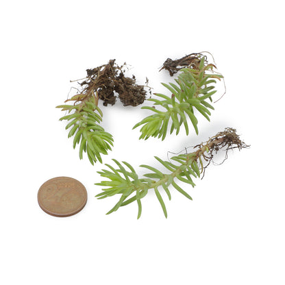 Sedum cv "gold mound" - sedum dorato (3 Talee)