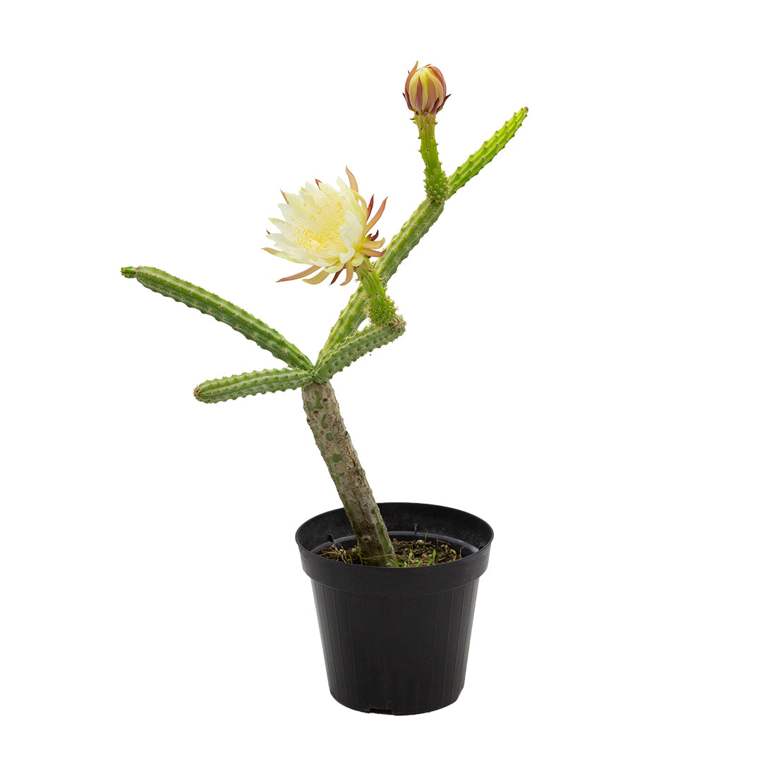 Selenicereus grandiflorus - regina della notte (Vaso 15 cm)