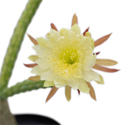 Selenicereus grandiflorus - regina della notte (Vaso 15 cm)