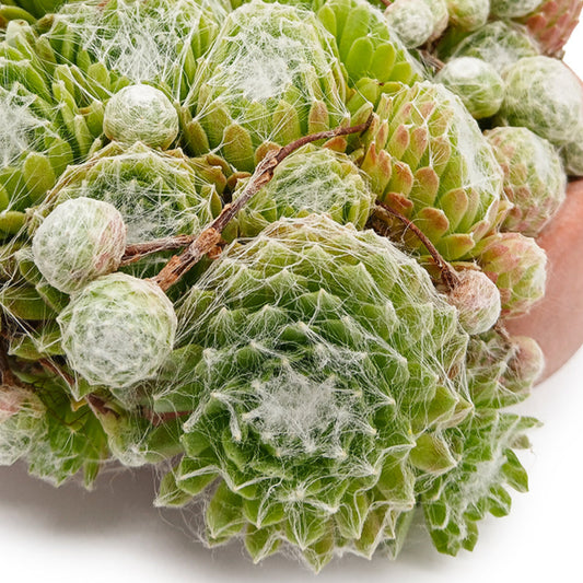 Sempervivum arachnoideum  - rosetta del ragno (1 pianta a radice nuda)