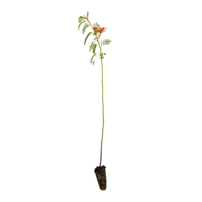 Sesbania punicea - albero dei sonagli (Offerta 40 Alveoli forestali)