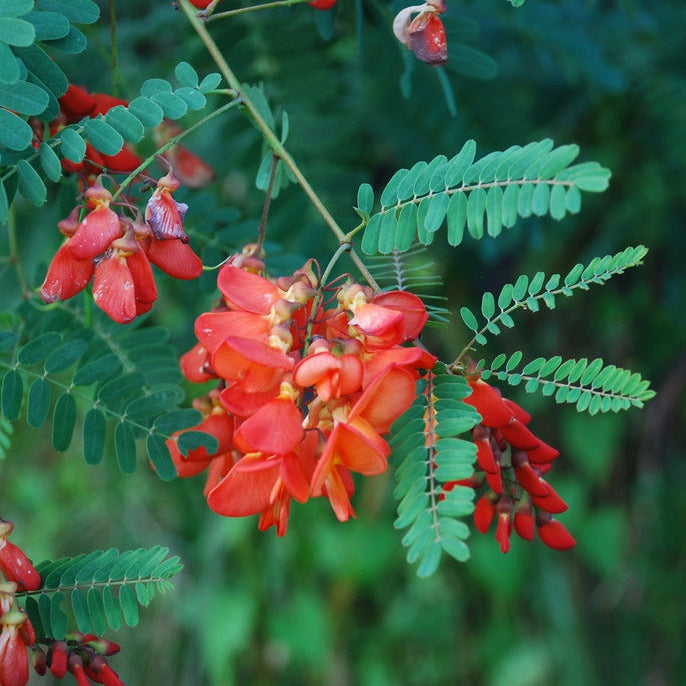 Sesbania punicea VivaiMDB
