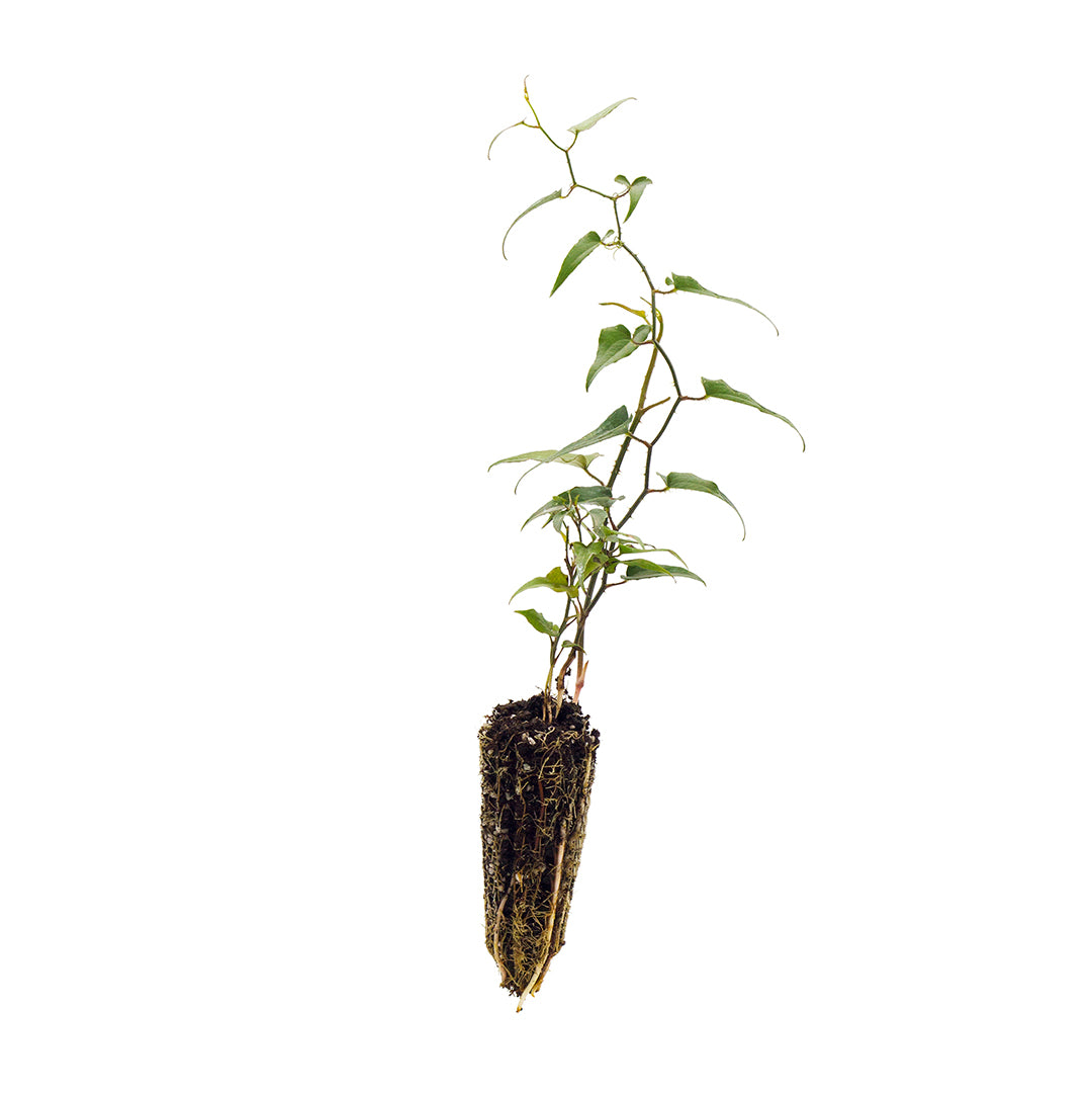 Smilax aspera - salsapariglia, stacciabraghe (Offerta 40 Alveoli forestali)