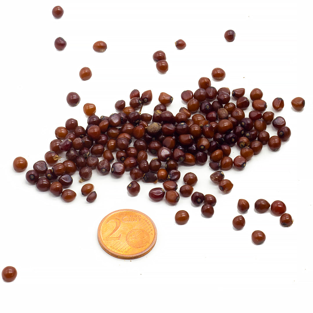 Smilax aspera - salsapariglia, stacciabraghe (12 semi)