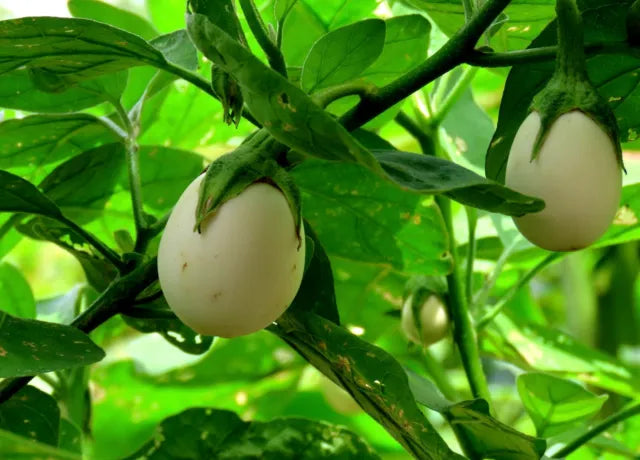 Solanum melongena cv. "egg plant" - egg plant (1 pack)