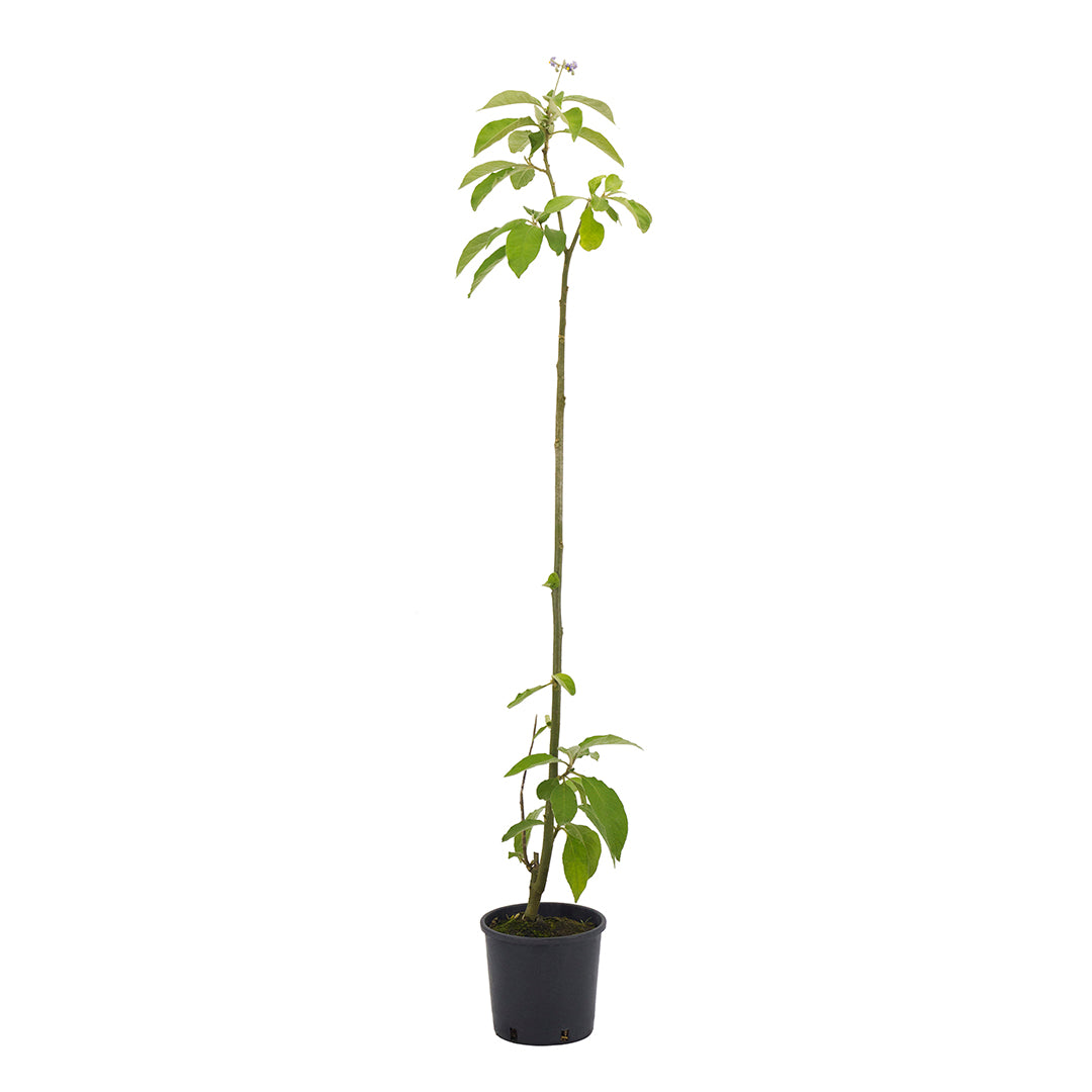 Solanum mauritianum - albero delle melanzane (Vaso 18 cm)