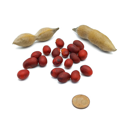 Sophora secundiflora (syn. Dermatophyllum) - Mescal bean (3 seeds)