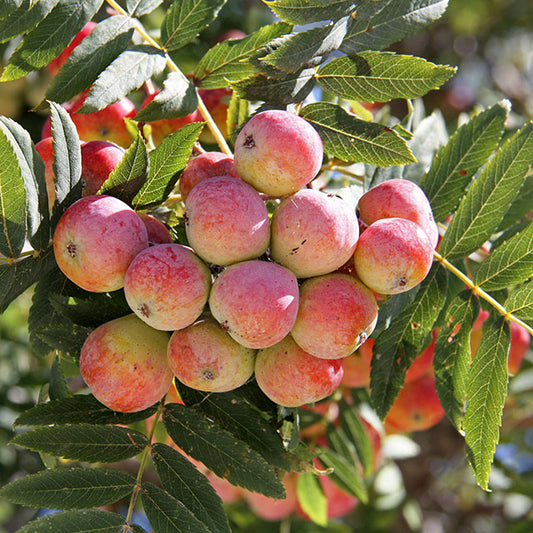 Sorbus domestica - sorbo domestico (Alveolo forestale)