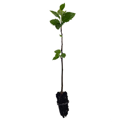 Sorbus aria - whitebeam (forest alveolus)