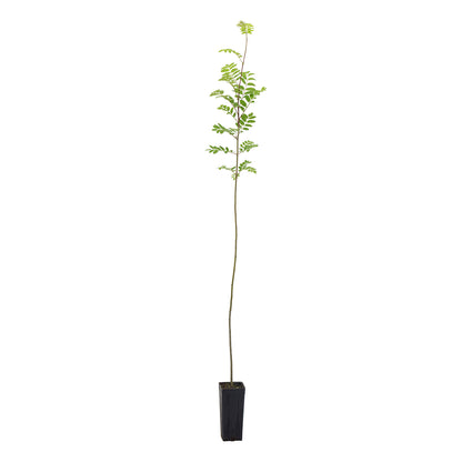 Sorbus aucuparia - mountain ash (Square vase 9x9x20 cm)