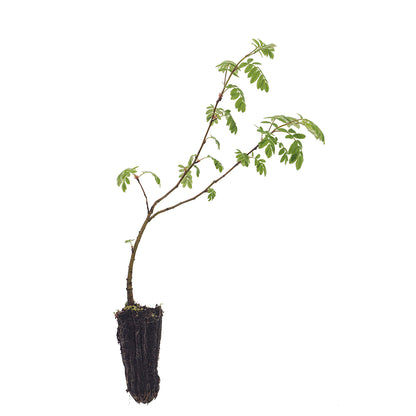 Sorbus domestica - sorbo domestico (Alveolo forestale)