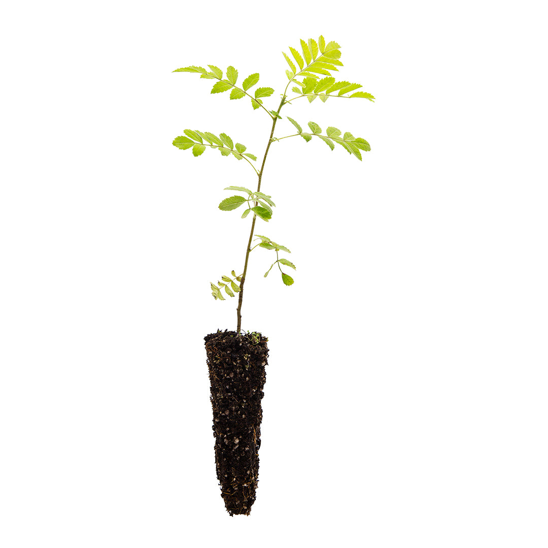 Sorbus domestica - sorbo domestico (Alveolo forestale)