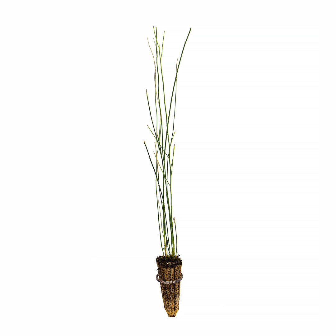 Spartium junceum - sweet broom (Forest broom)