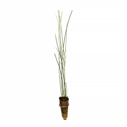 Spartium junceum - sweet broom (Forest broom)