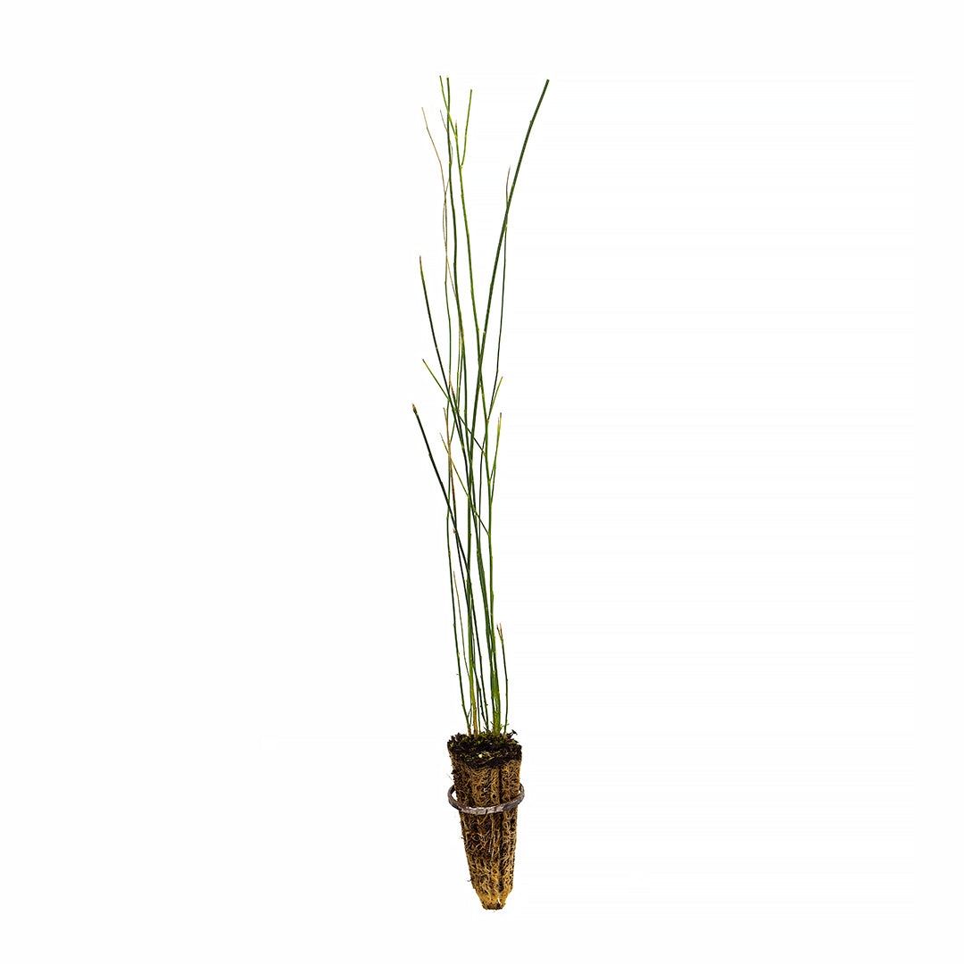 40x Spartium junceum - ginestra odorosa (Offerta 40 Alveoli forestali)