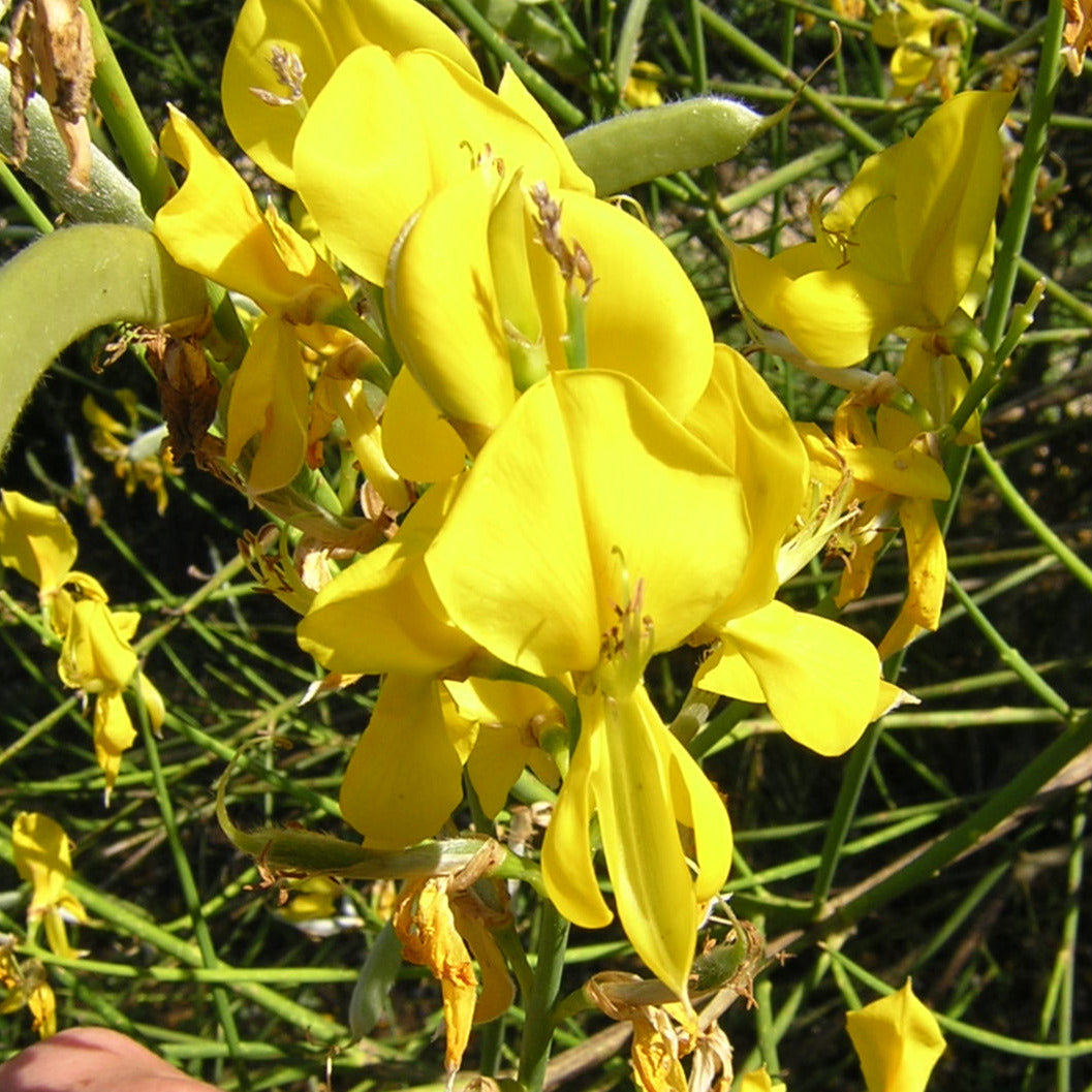 40x Spartium junceum - ginestra odorosa (Offerta 40 Alveoli forestali)