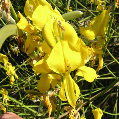 40x Spartium junceum - ginestra odorosa (Offerta 40 Alveoli forestali)