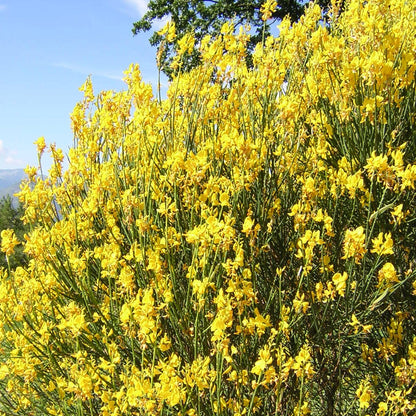 40x Spartium junceum - ginestra odorosa (Offerta 40 Alveoli forestali)
