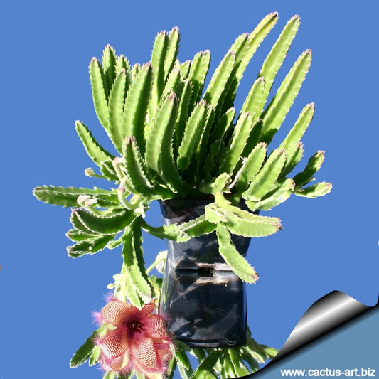 Stapelia hirsuta - stapelia a fiori rossi (Vaso 10 cm)