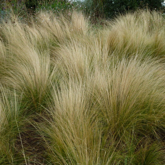 Stipa tenuissima - angel hair (forest alveolus)