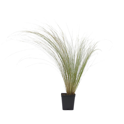 Stipa tenuissima - capelli d'angelo (Vaso quadro 7x7x8 cm)