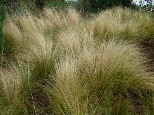 Stipa tenuissima - angel hair (forest alveolus)