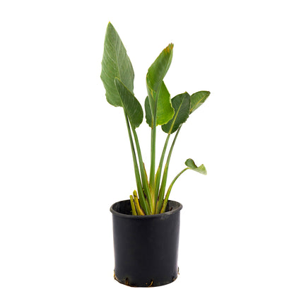 Strelitzia reginae - bird of paradise (Pot 18 cm)