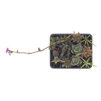 Succulent Collection (Set 12 Alveolini)
