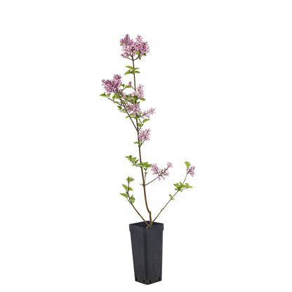 Syringa vulgaris fiore lilla - lillà (Vaso quadro 9x9x10 cm)