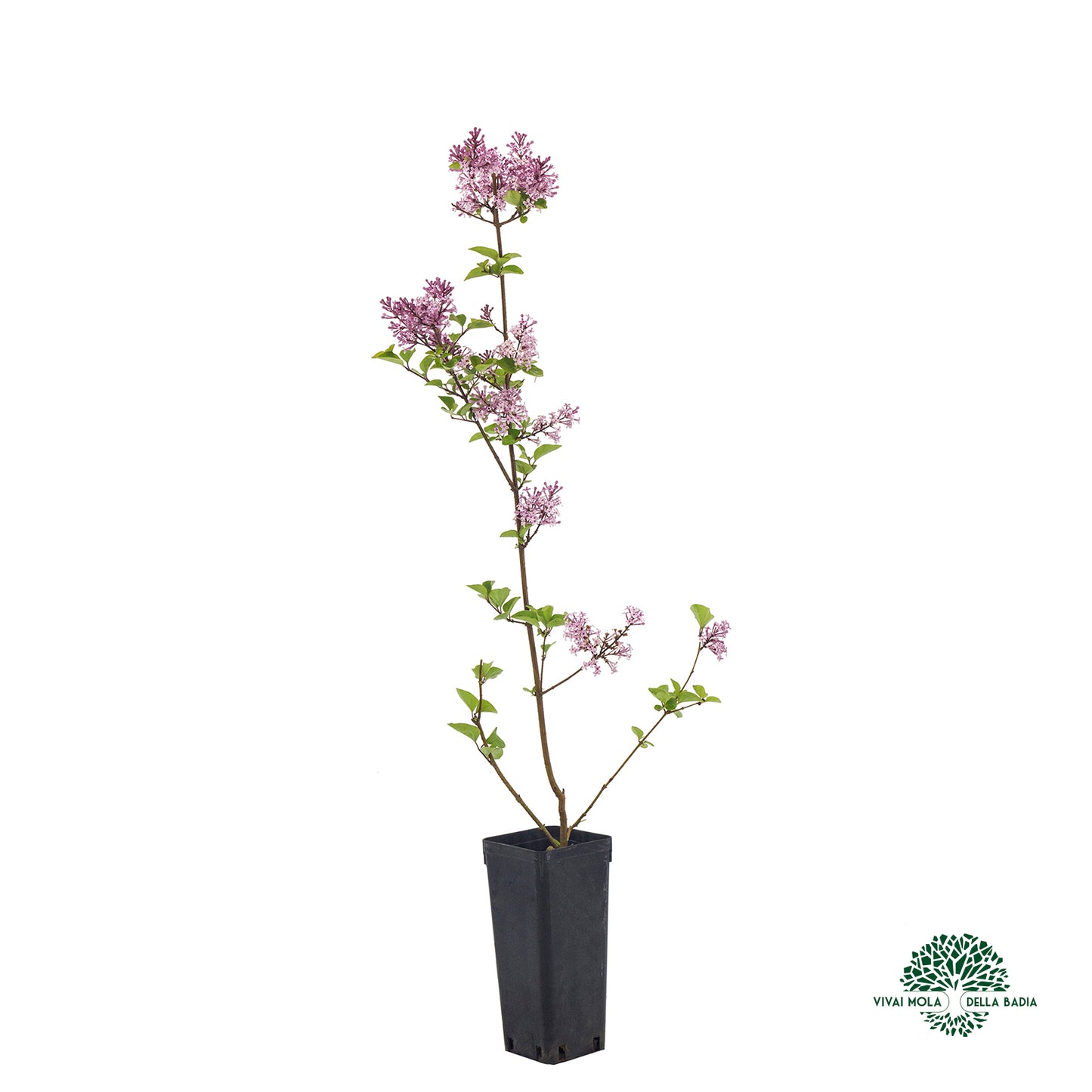 Syringa vulgaris fiore lilla - lillà (Vaso quadro 9x9x10 cm)