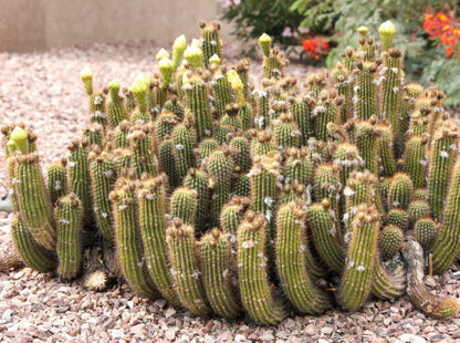 Trichocereus hybrid - hybrid (Square vase 7x7x10 cm)