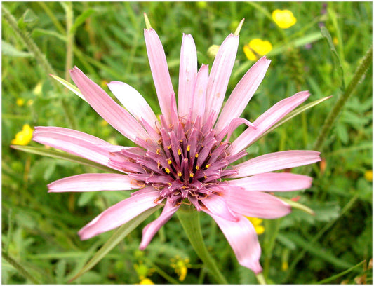 Tragopogon porrifolius - giant dandelion (25 seeds)