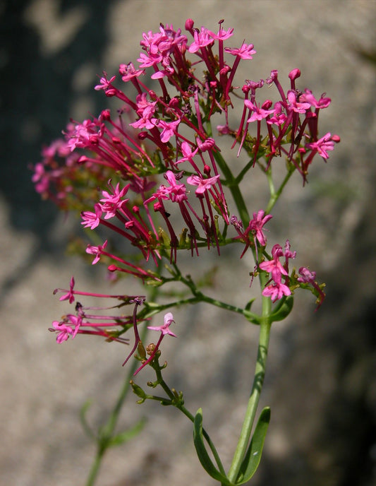 Centranthus ruber - red wall valerian (50 seeds)