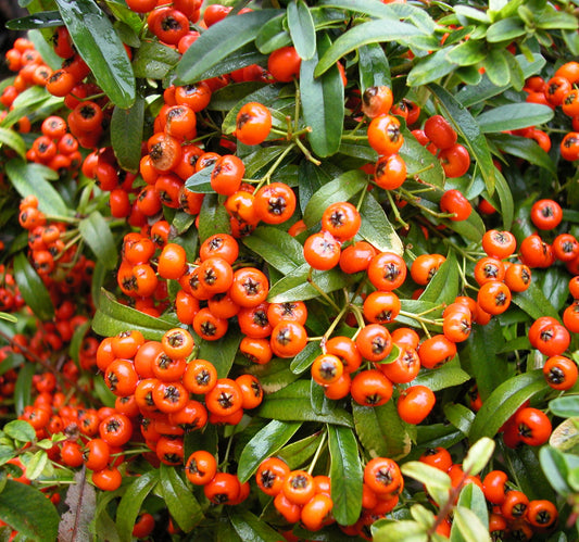 Pyracantha coccinea - greenthorn (Offer 40 forest cells)