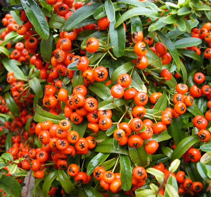 Pyracantha coccinea - agazzino (Alveolo forestale)