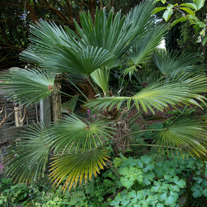Trachycarpus wagnerianus - palma cinese di Wagner (10 semi)