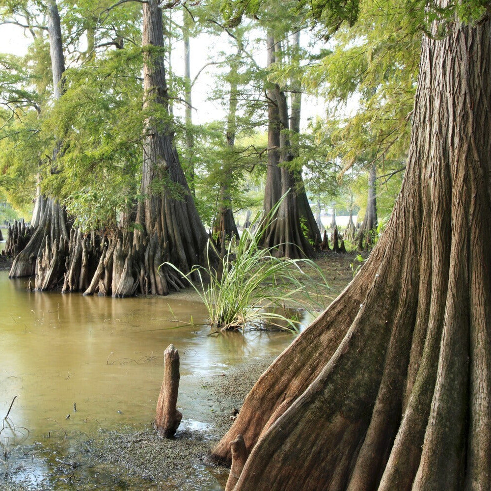 Taxodium distichum VivaiMDB