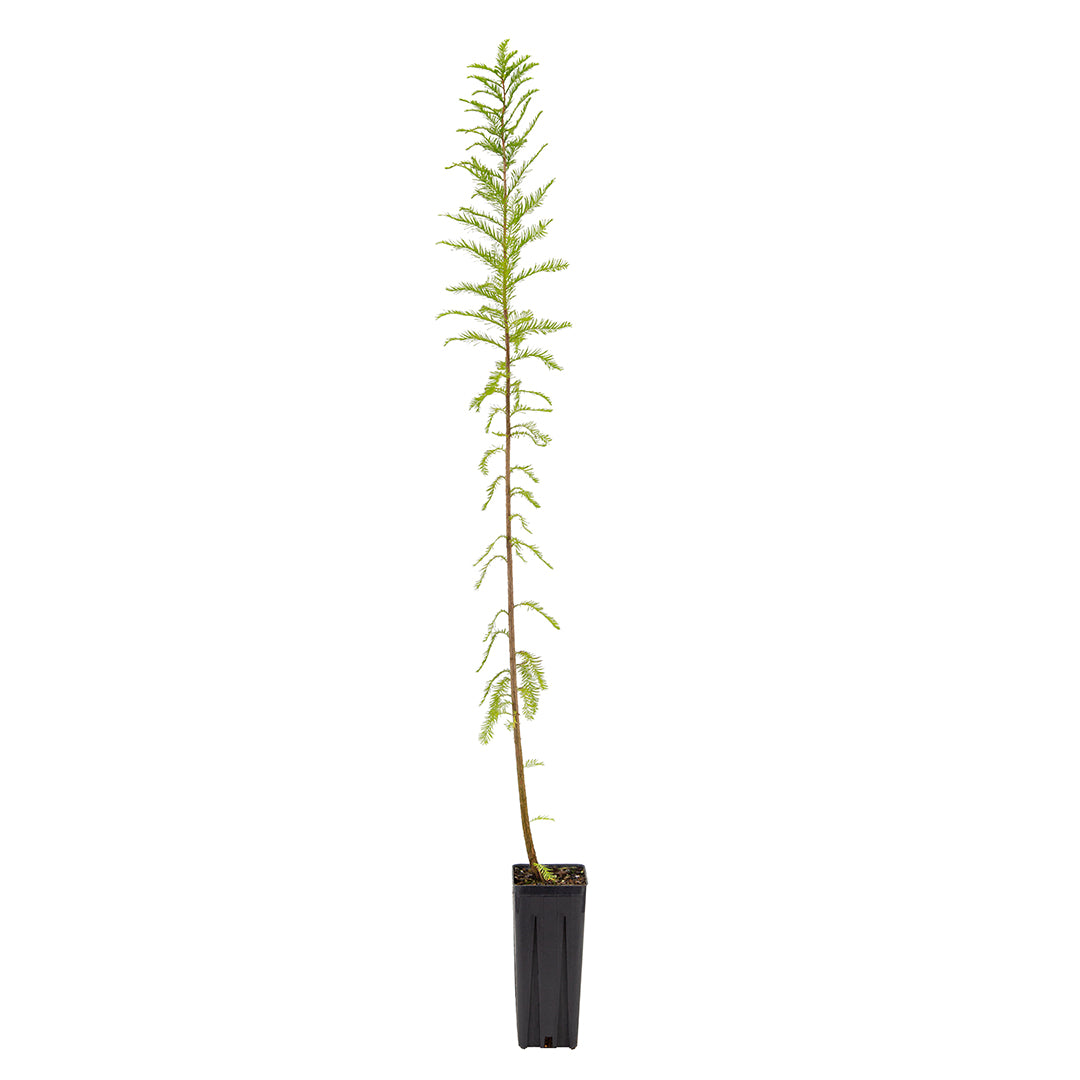 Taxodium distichum - bald cypress (Square vase 9x9x20 cm)