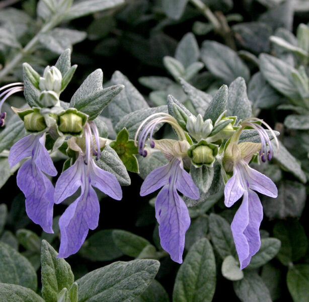Teucrium fruticans - camedrio femmina (Vaso quadro 7x7x8cm)