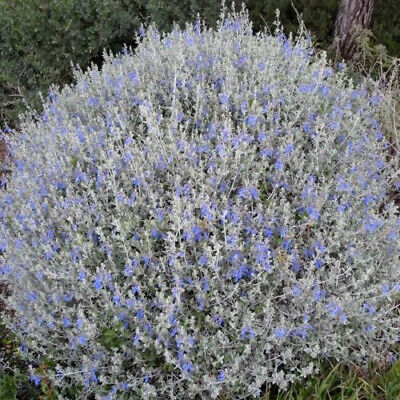 Teucrium fruticans - camedrio femmina (Vaso quadro 7x7x8cm)