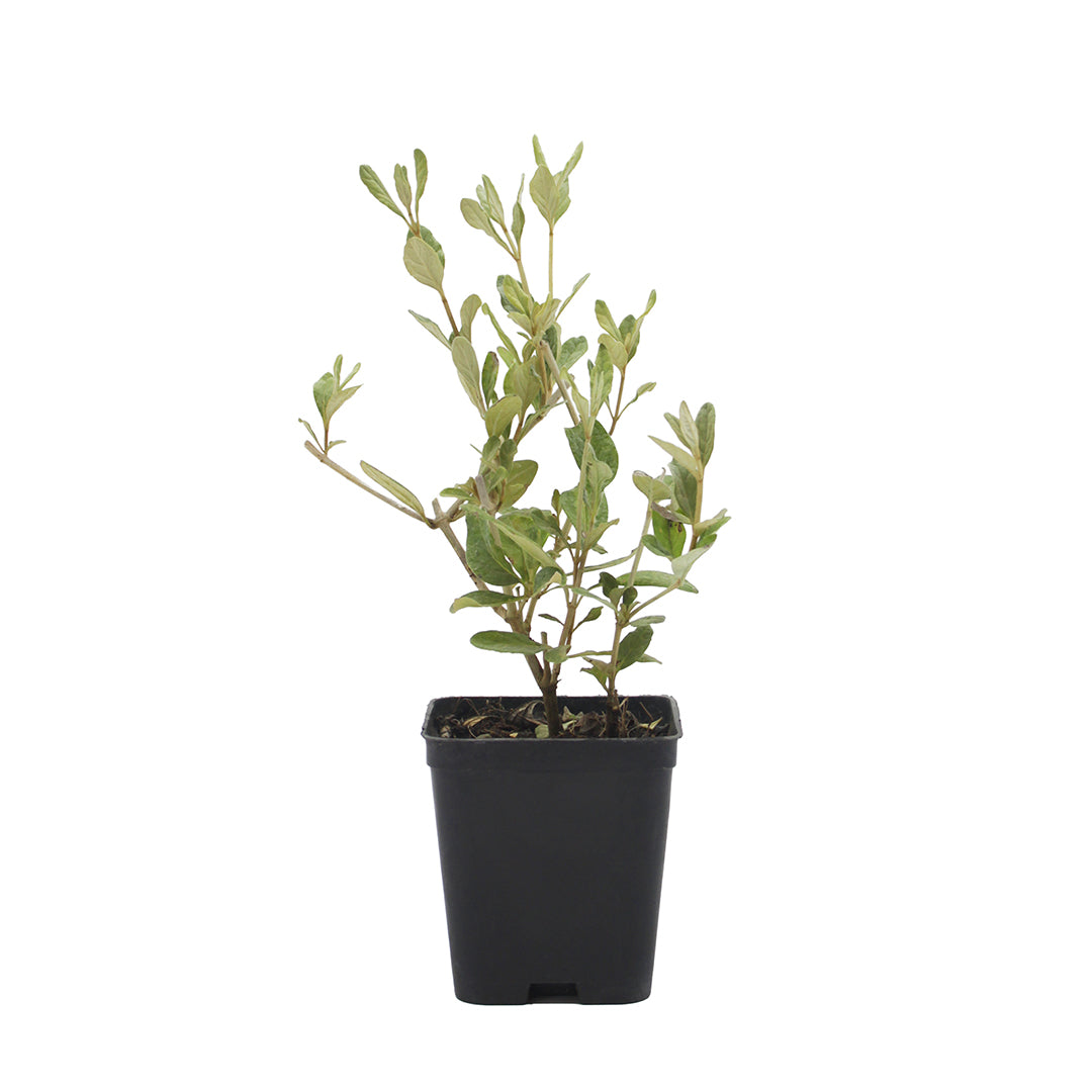 Teucrium fruticans - camedrio femmina (Vaso quadro 7x7x8cm)